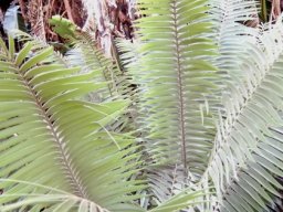 Encephalartos paucidentatus young leaves