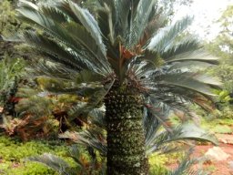 Encephalartos princeps, mature and dignified 