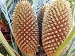 Encephalartos princeps seed cones
