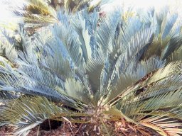 Encephalartos princeps