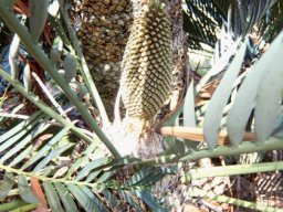 Encephalartos princeps multiple stems