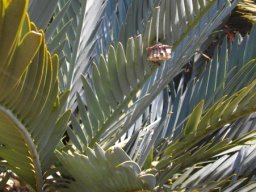 Encephalartos princeps landlord to some wasps