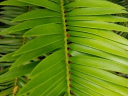 Encephalartos senticosus leaf