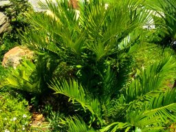 Encephalartos senticosus clumping