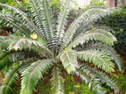 Encephalartos senticosus or lebomboensis