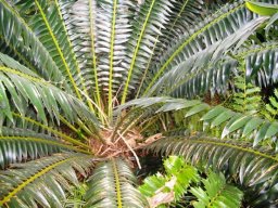 Encephalartos transvenosus