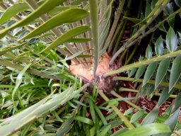 Encephalartos transvenosus stem-tip