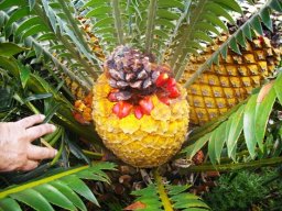 Encephalartos transvenosus releasing seeds