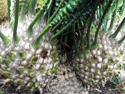 Encephalartos transvenosus branching