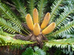 Encephalartos transvenosus male cones