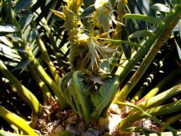 Encephalartos trispinosus sprouting leaves