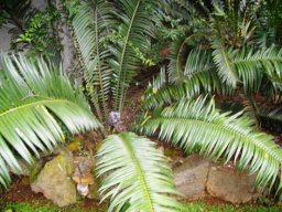 Encephalartos villosus
