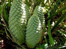 Encephalartos villosus green, young and female