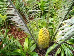 Encephalartos villosus female cone