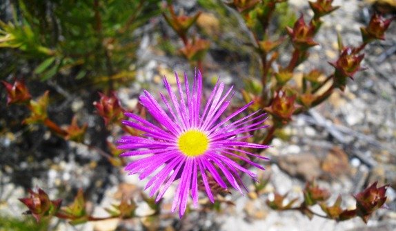 Erepsia anceps