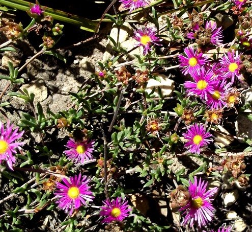 Erepsia bracteata