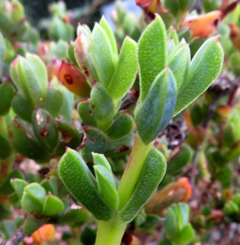 Erepsia forficata leaves