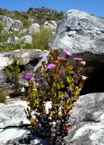 Erepsia inclaudens on the rocks
