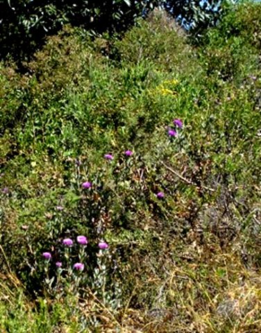 Erepsia lacera 