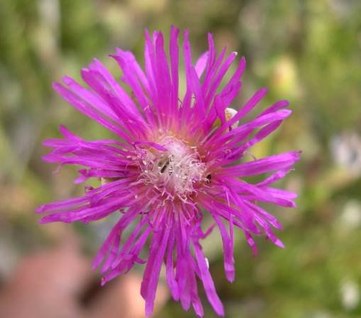 Erepsia polita flower