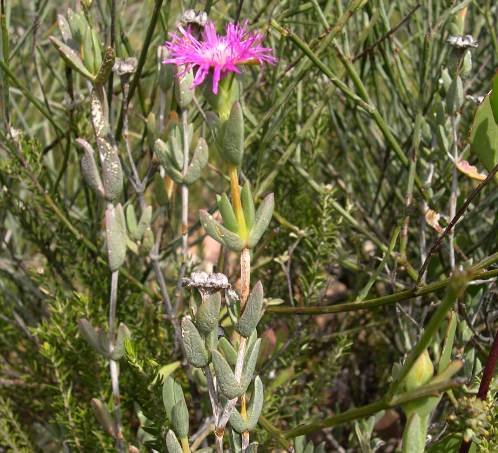 Erepsia polita