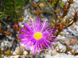 Erepsia anceps