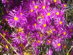Erepsia anceps