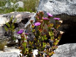 Erepsia inclaudens on the rocks