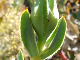 Erepsia lacera leaf pincers