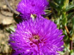Erepsia lacera flowers