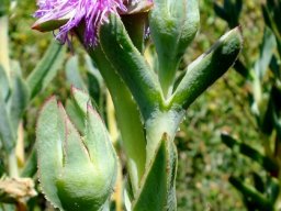 Erepsia lacera buds