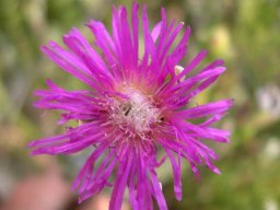Erepsia polita flower