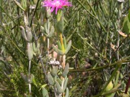 Erepsia polita
