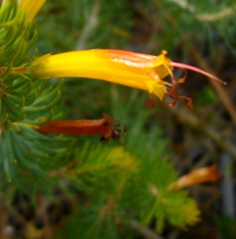 Erica grandiflora subsp. grandiflora