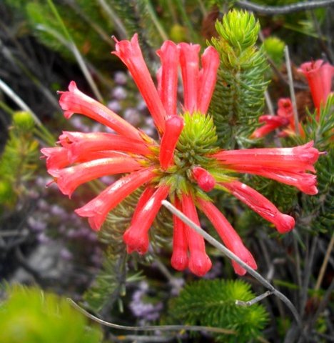 Erica abietina