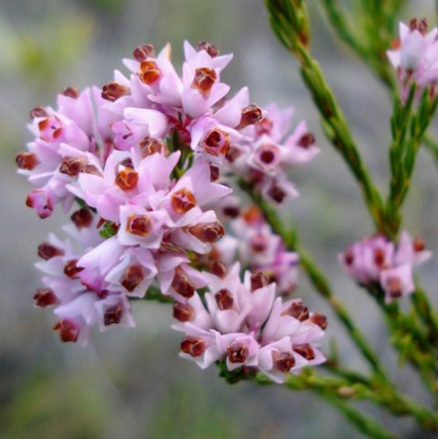 Erica articularis var. articularis flowers