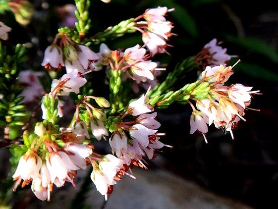 Erica capillaris