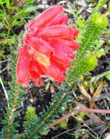 Erica cerinthoides