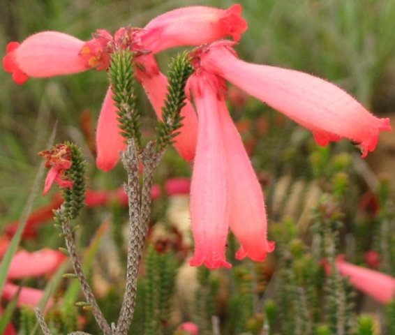 Erica cerinthoides shapely tubes
