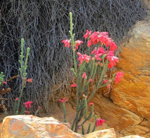 Erica cerinthoides acting like klipheide