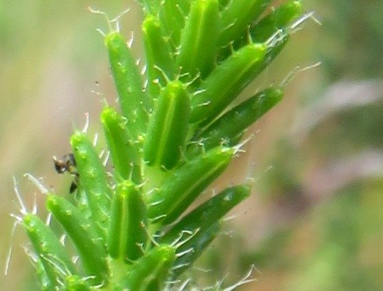 Erica cerinthoides leaf margin hairs