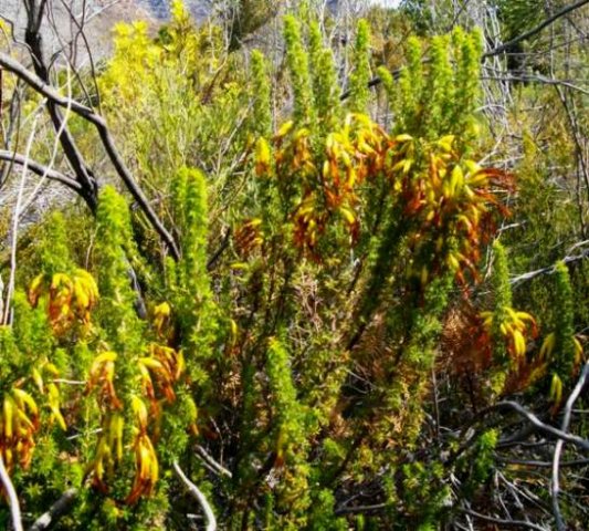 Erica coccinea