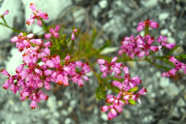 Erica corifolia
