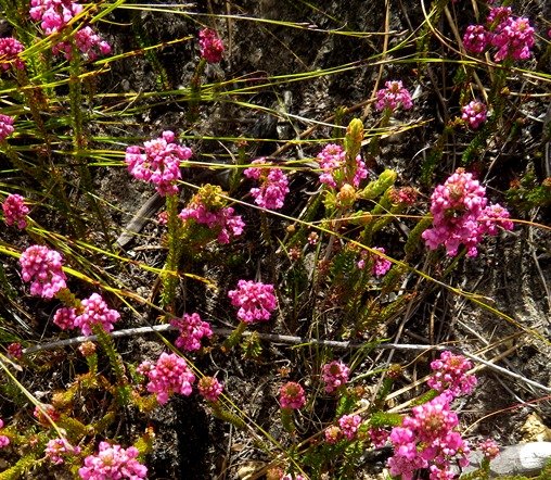 Erica cubica var. cubica