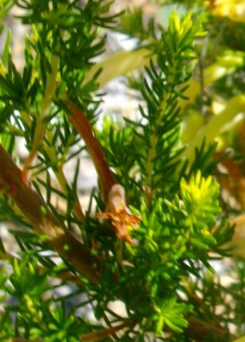 Erica curviflora leaves