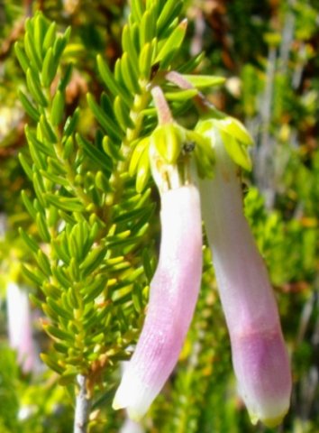 Erica diaphana flowers