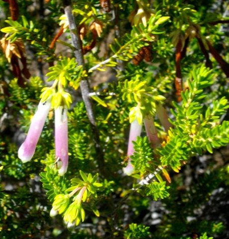 Erica diaphana