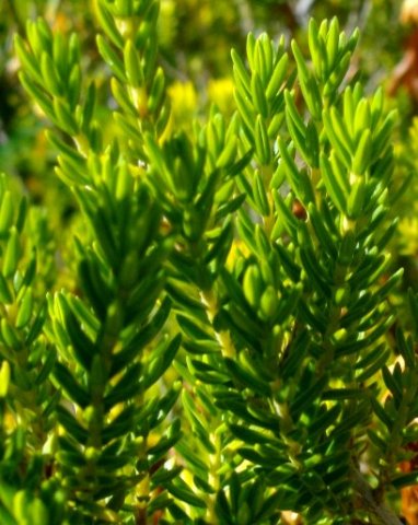 Erica diaphana leaves