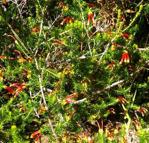 Erica discolor