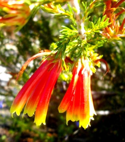 Erica discolor flower clusters